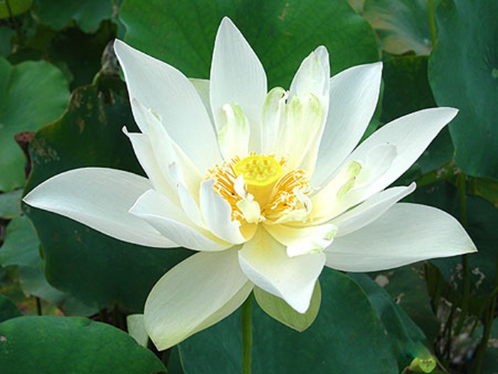 滴翠莲